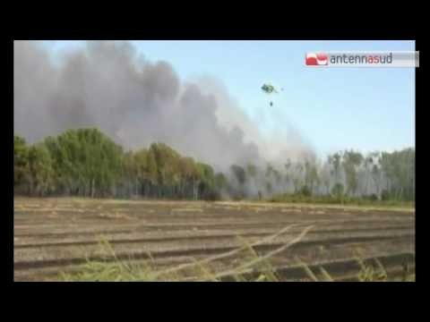 Tg Antenna Sud - La Puglia brucia, incendi nel Salento e nel Tarantino