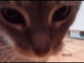 cat likes the new mat a little too much