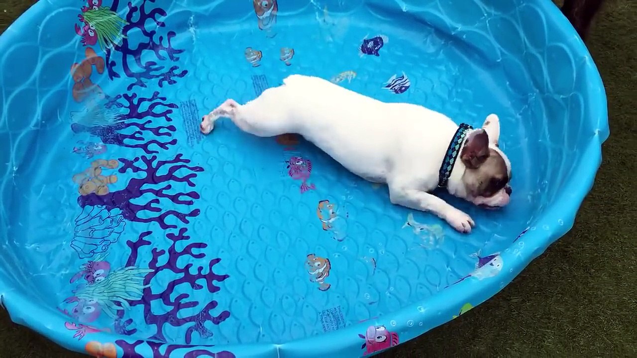 Bulldog francês a tentar nadar numa piscina sem água é certamente o vídeo mais fofo do dia!