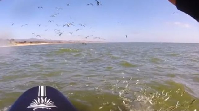 Whale Gets A Little Too Close For Comfort