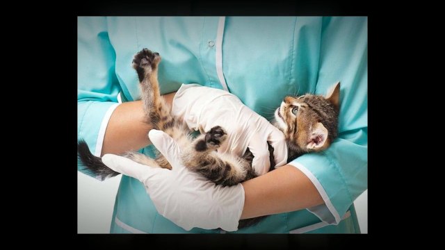 Afford to Have Your Cat Neutering in West Palm Beach
