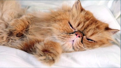 Snoring Cat Sound Effect