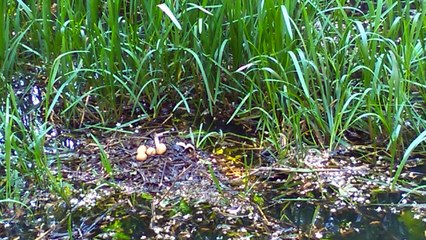 Beautiful sunny duck eggs