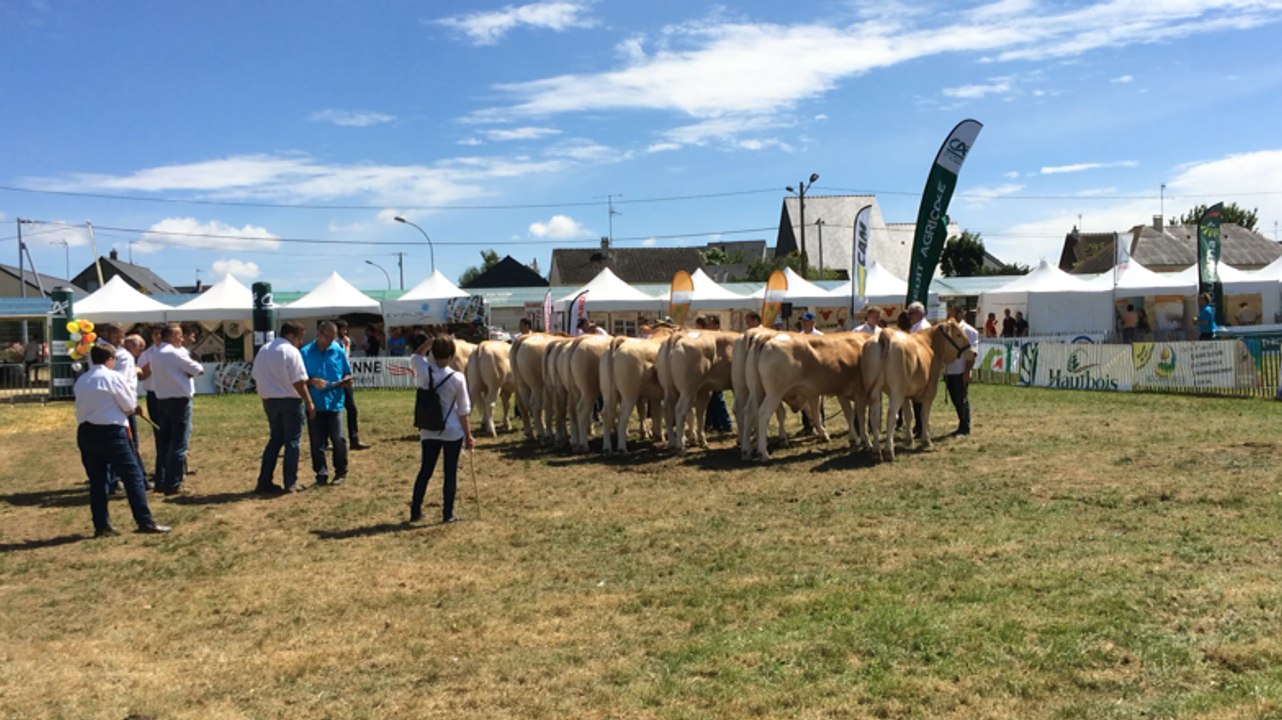 Concours national de blondes d'Aquitaine
