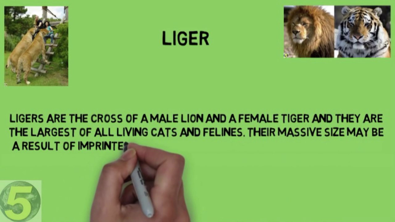 5 AMAZING Hybrid Animals