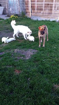 tous nos chiens et chiots au jardin