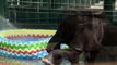 Un bébé éléphant s’amuse dans une piscine gonflable
