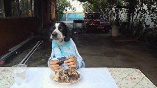 English Pointer Eating With Hands BMR Media.