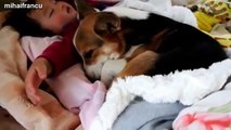 Cats And Dogs Sleeping With Babies Compilation 2014 [NEW]
