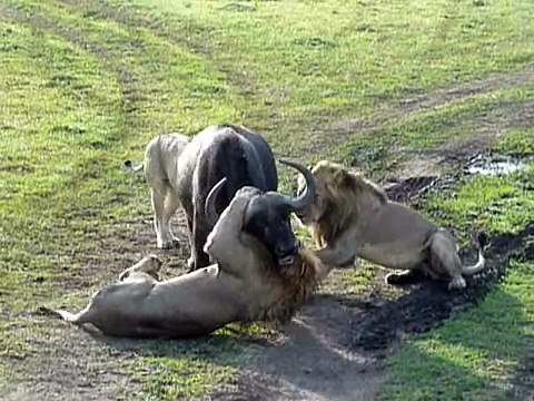 Lion attacks buffalo (Masai Mara, Kenya) (Safari Videos) (deel 2) .