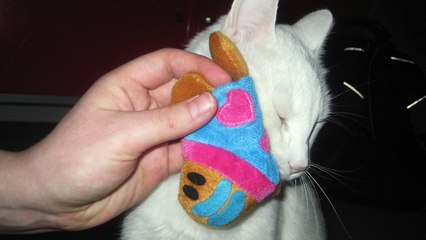 Stevie Wonder - Higher Ground - Milli on läskiperse kissavauva (cover)