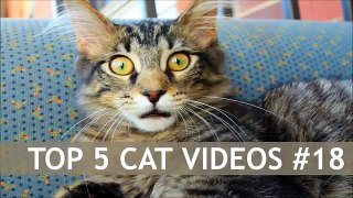 TOP 5 CAT VIDEOS #18