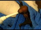 Orphaned Baby Bat Gets a Feeding