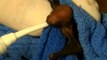 Orphaned Baby Bat Gets a Feeding