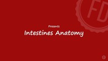 Intestines Anatomy | Medical Education | HD Video | F1 Digitals