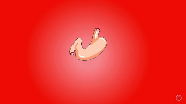 Stomach Anatomy | Medical Education | HD Video | F1 Digitals