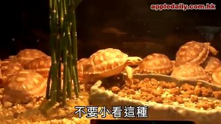 蘋果日報 - 2011-01-26 - 綜援漢偷珍貴象龜認罪