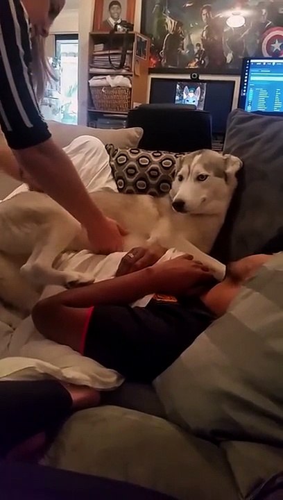 Impossible de virer leur chien du canapé !