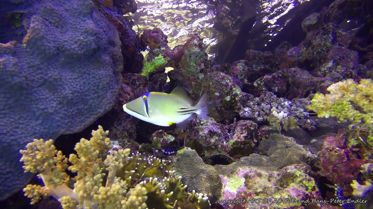 Ägypten tauchsafari daedalus 2016