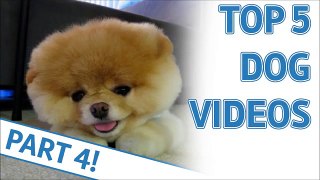TOP 5 DOG VIDEOS #4