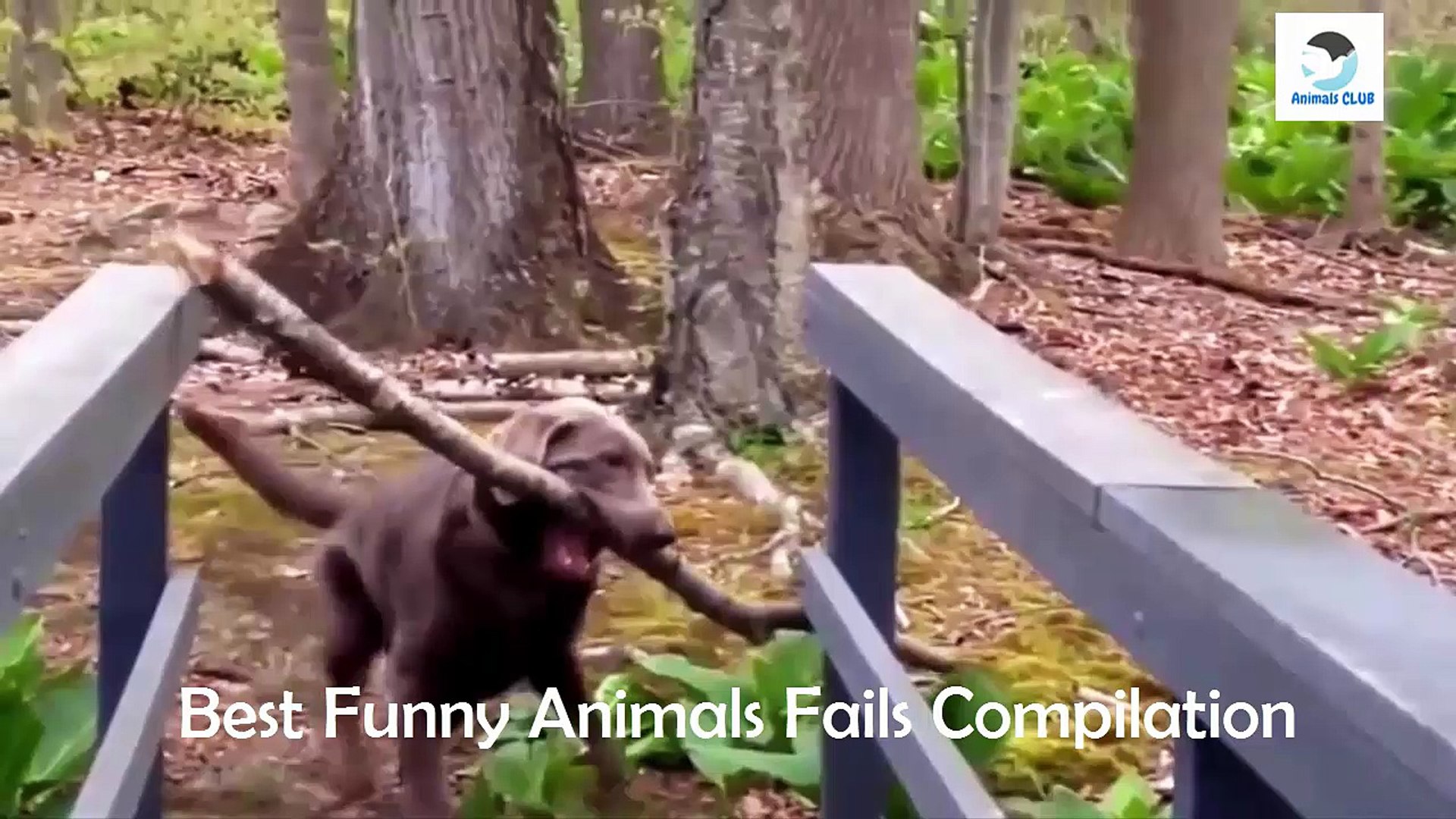 ⁣Funny Pets Video ► Funny Animals Fails Compilation ► Animals CLUB