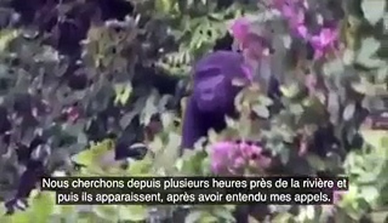 Quand son maître lui revient 5 ans après avoir pris soins de lui, la réaction de ce gorille va vous laissez sans voix