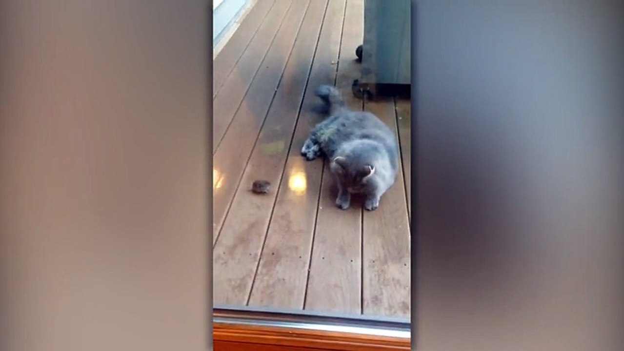 Lazy Cat Ignores Mouse