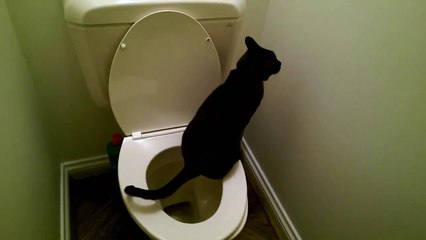 Black Cat Use The Toilet