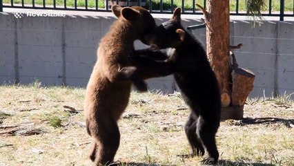 Adorable bear cubs play fight