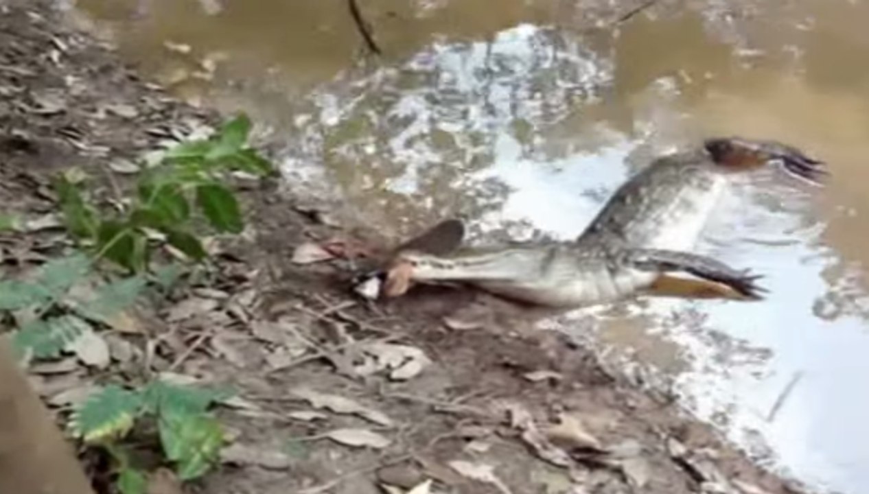 Electric Eel Kills The Alligator Must See The Alligator Dies video