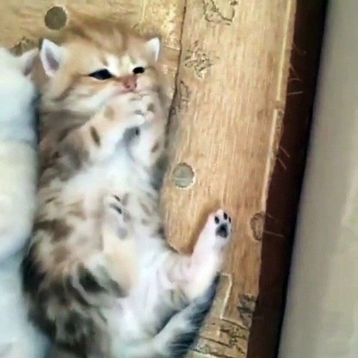 two cute cats is resting on each other