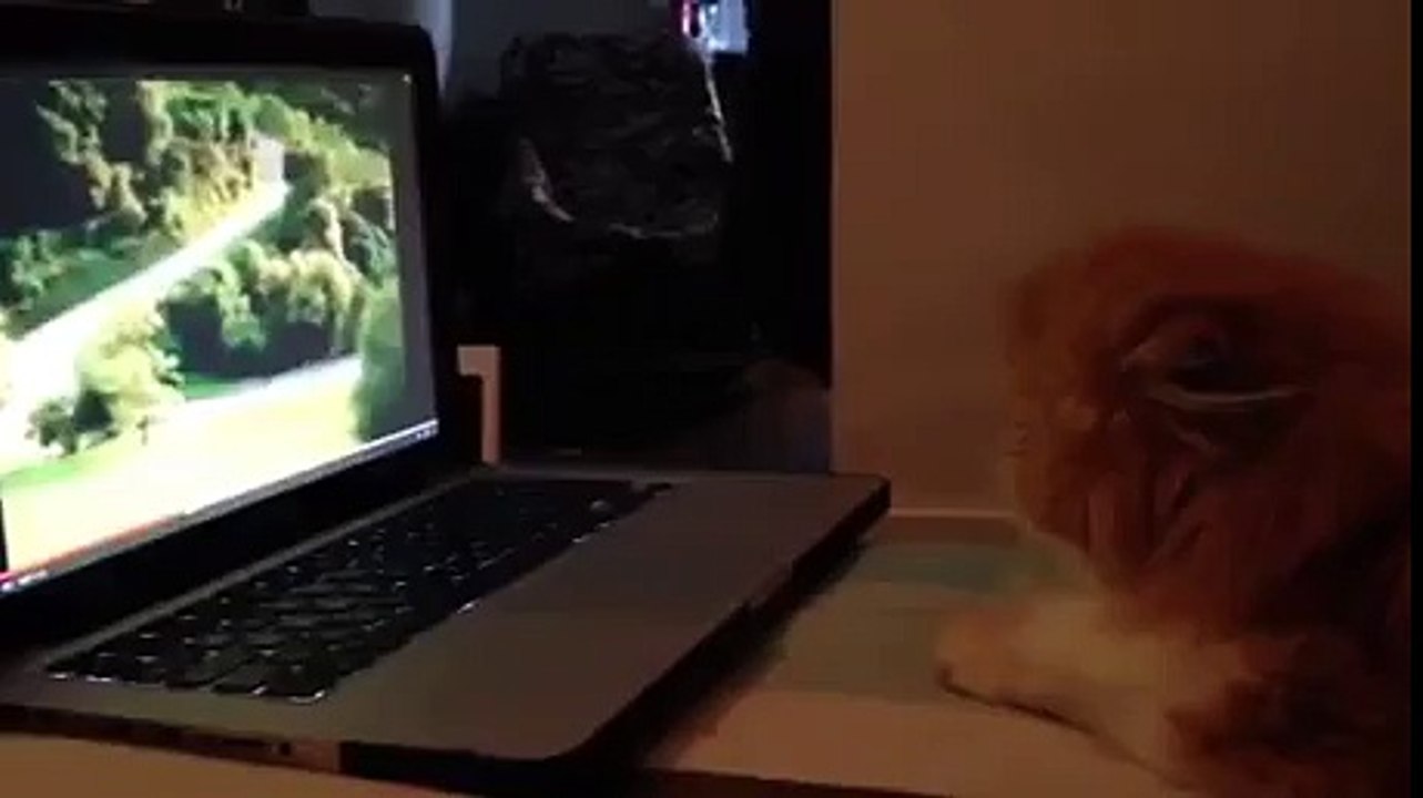 Cat Gets Scared By Video