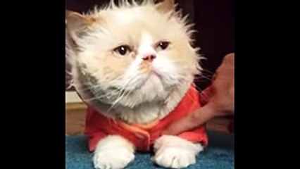 Amazing FUNNY CATS Compilation ! 2016