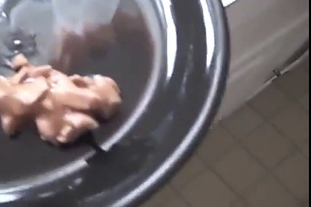 Kitten crying for food