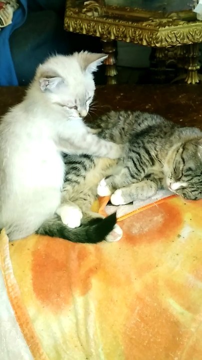 Kitten offers free massages