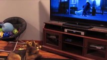 Un Chien Hurle Devant Zootopie Vidéo Dailymotion