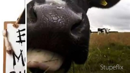 The Moo Moo Song - Music Video (Original Song)