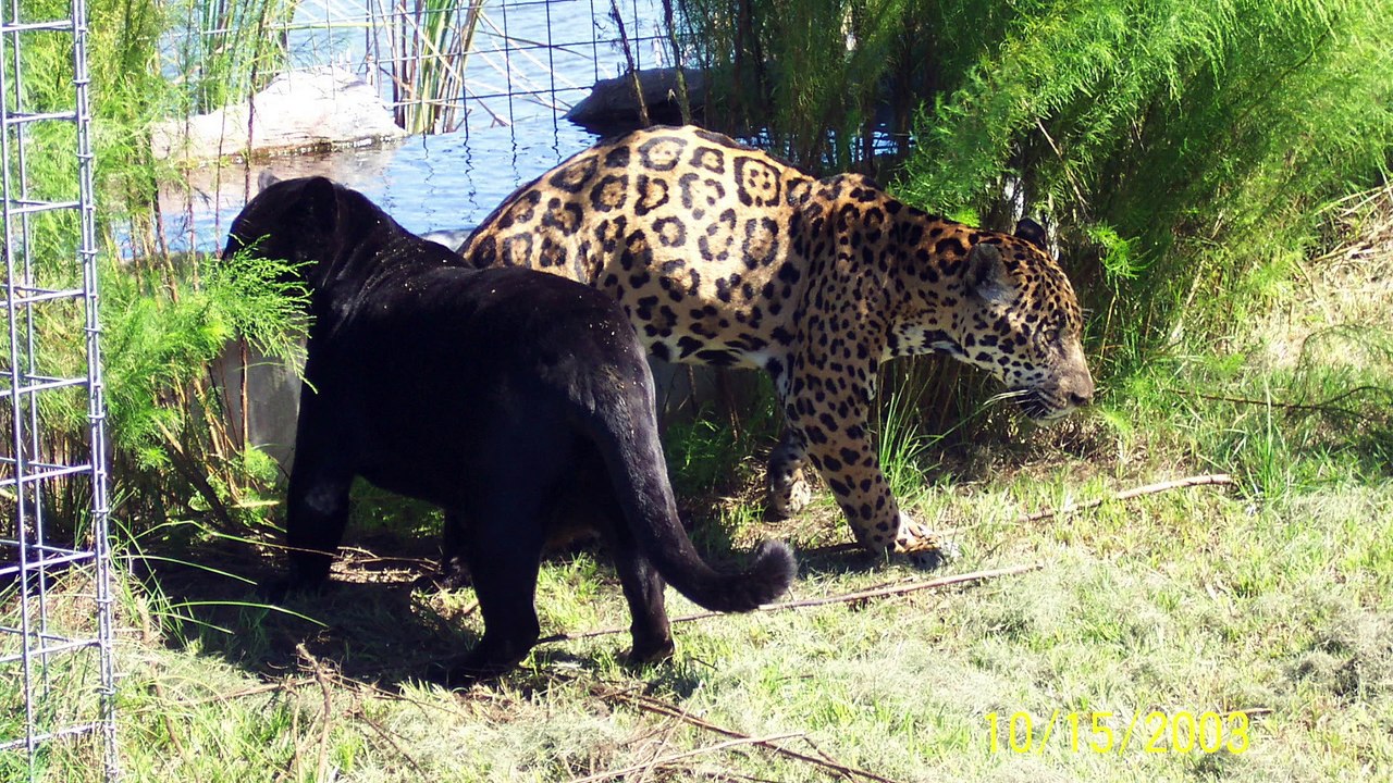 FAQ Friday: Is That A House Cat?