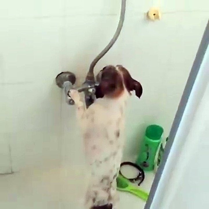 Cachorro tomando banho sozinho