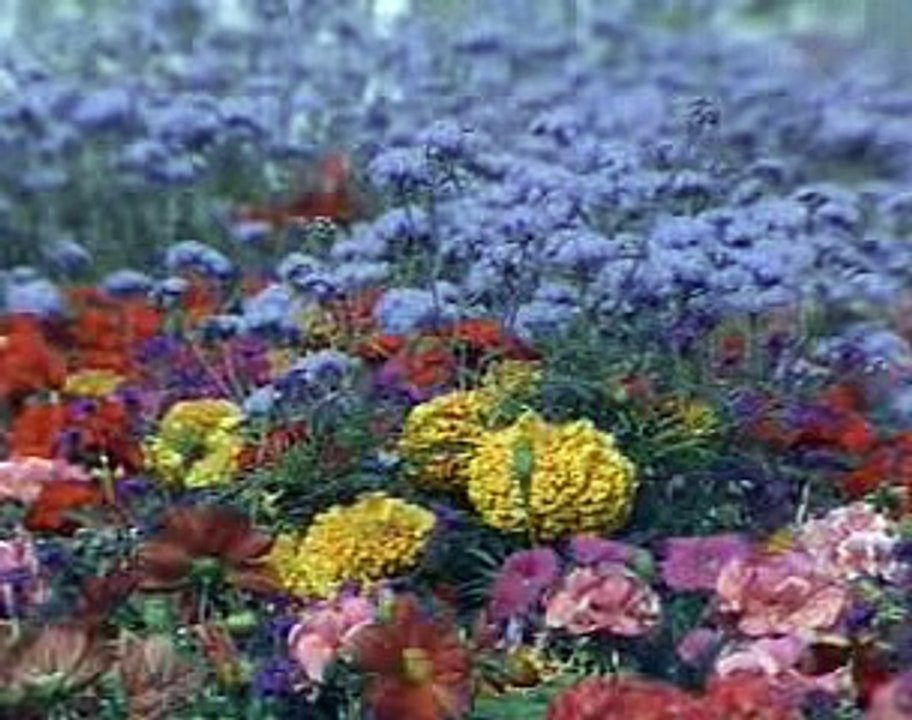 Fia_11_x265