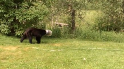 Bear in Colorado With Cheese Balls Jar Stuck on Head