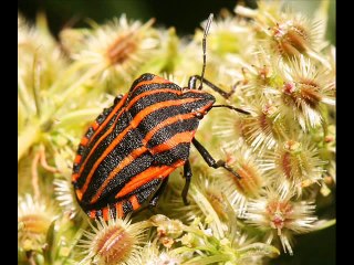 Amazing Bugs You Probably Didn t Know Exist!