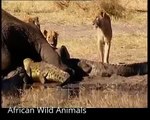 Lion vs bull Elephant Crocodile vs Elephant Lion vs Hyena Male lion  Animal Victim Fight back