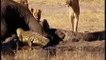 Lion vs bull Elephant Crocodile vs Elephant Lion vs Hyena Male lion  Animal Victim Fight back