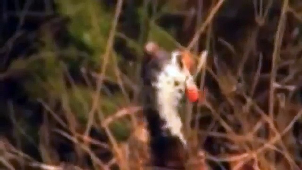 Most Amazing Wild Animal - lion, tiger, anaconda, deer, Crocodile, Rhino