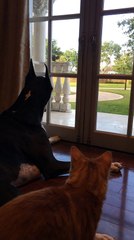 Great Dane and Cat watch squirrel together