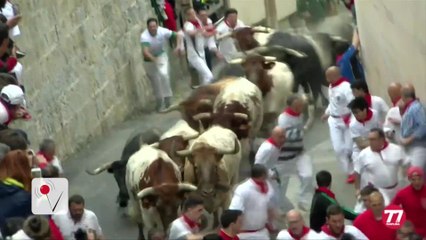 Bulls Run Loose Through Baltimore Maryland