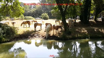 VENDARGUES-Domaine de la Cadoule-2016-07-21