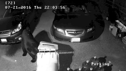 Bear Stealing Trash