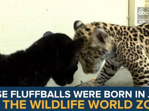 Meet Inti and Killa: Wildlife World Zoo's baby jaguars - ABC15 Digital